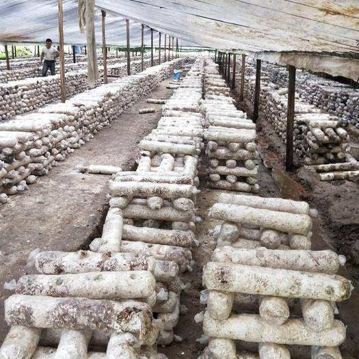 食用菌渣又叫做菌糠、菌渣